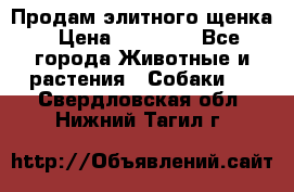 Продам элитного щенка › Цена ­ 30 000 - Все города Животные и растения » Собаки   . Свердловская обл.,Нижний Тагил г.